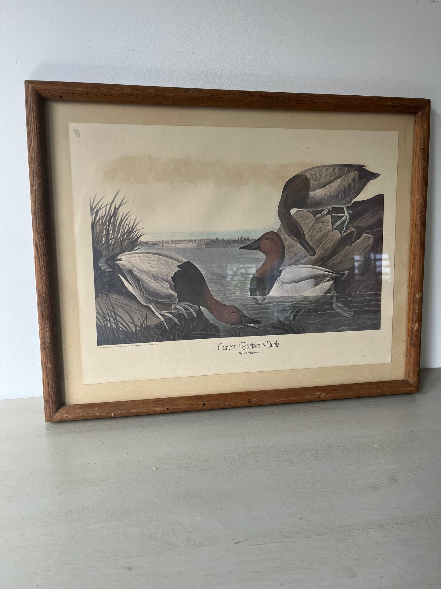 Vintage framed Canvas Backed Duck (1836) art print
