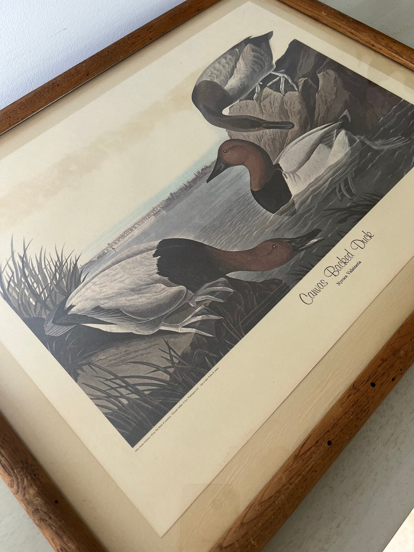 Vintage framed Canvas Backed Duck (1836) art print