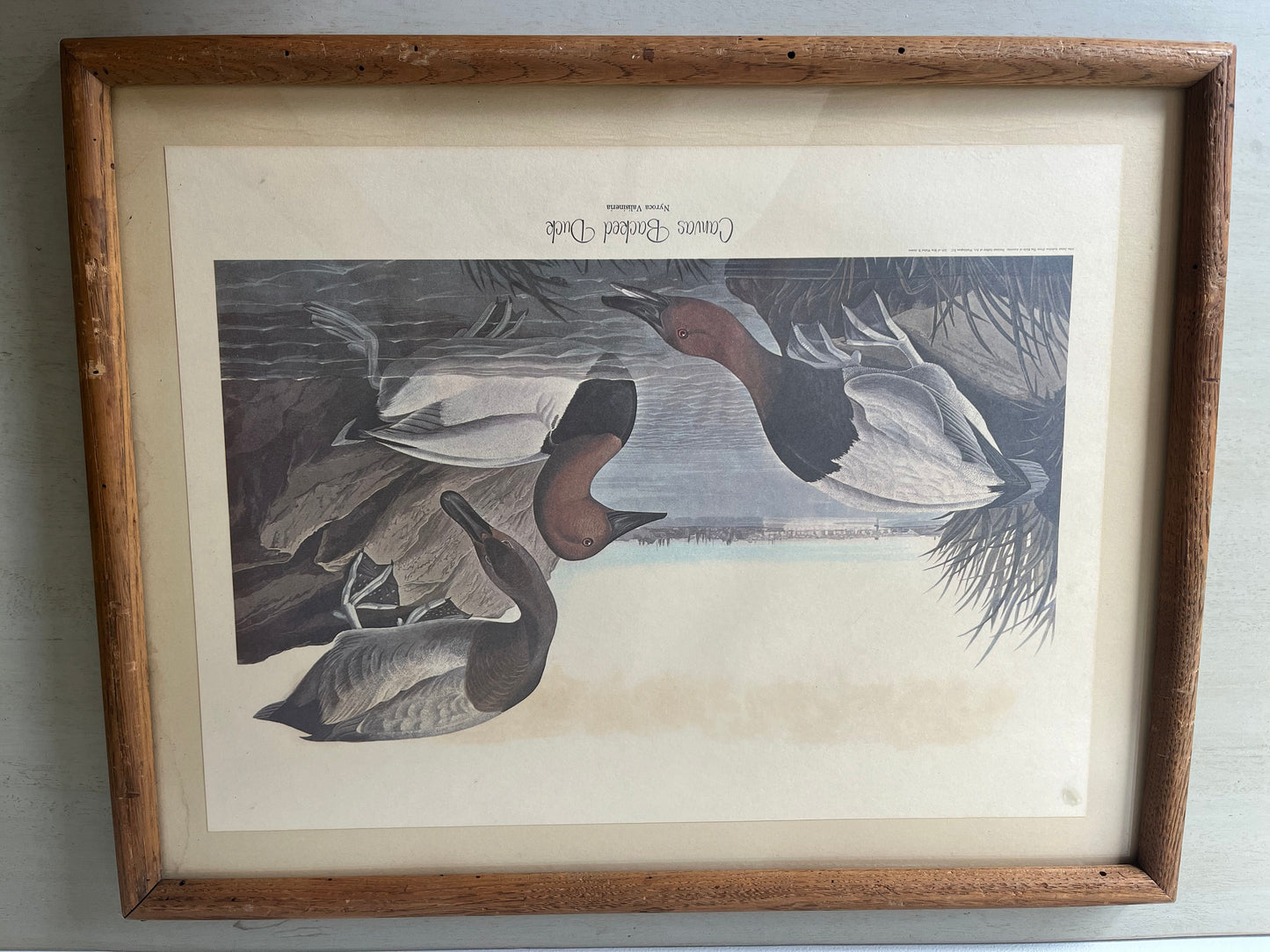 Vintage framed Canvas Backed Duck (1836) art print