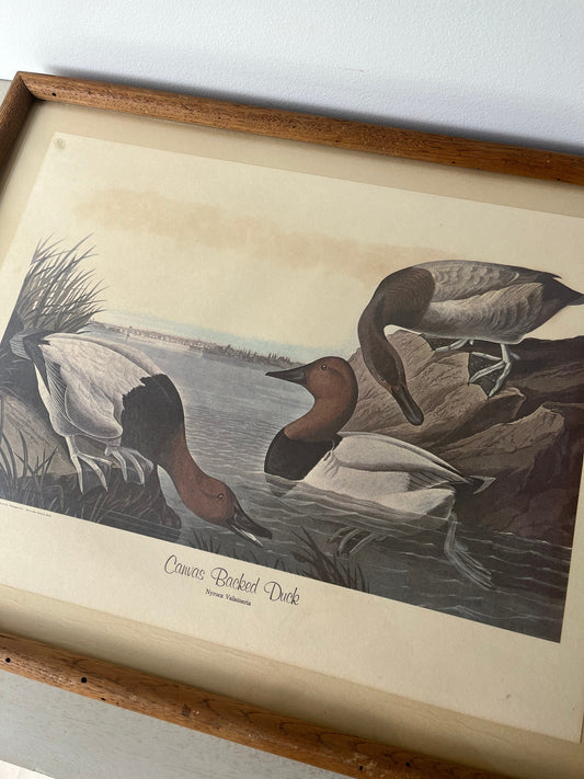 Vintage framed Canvas Backed Duck (1836) art print