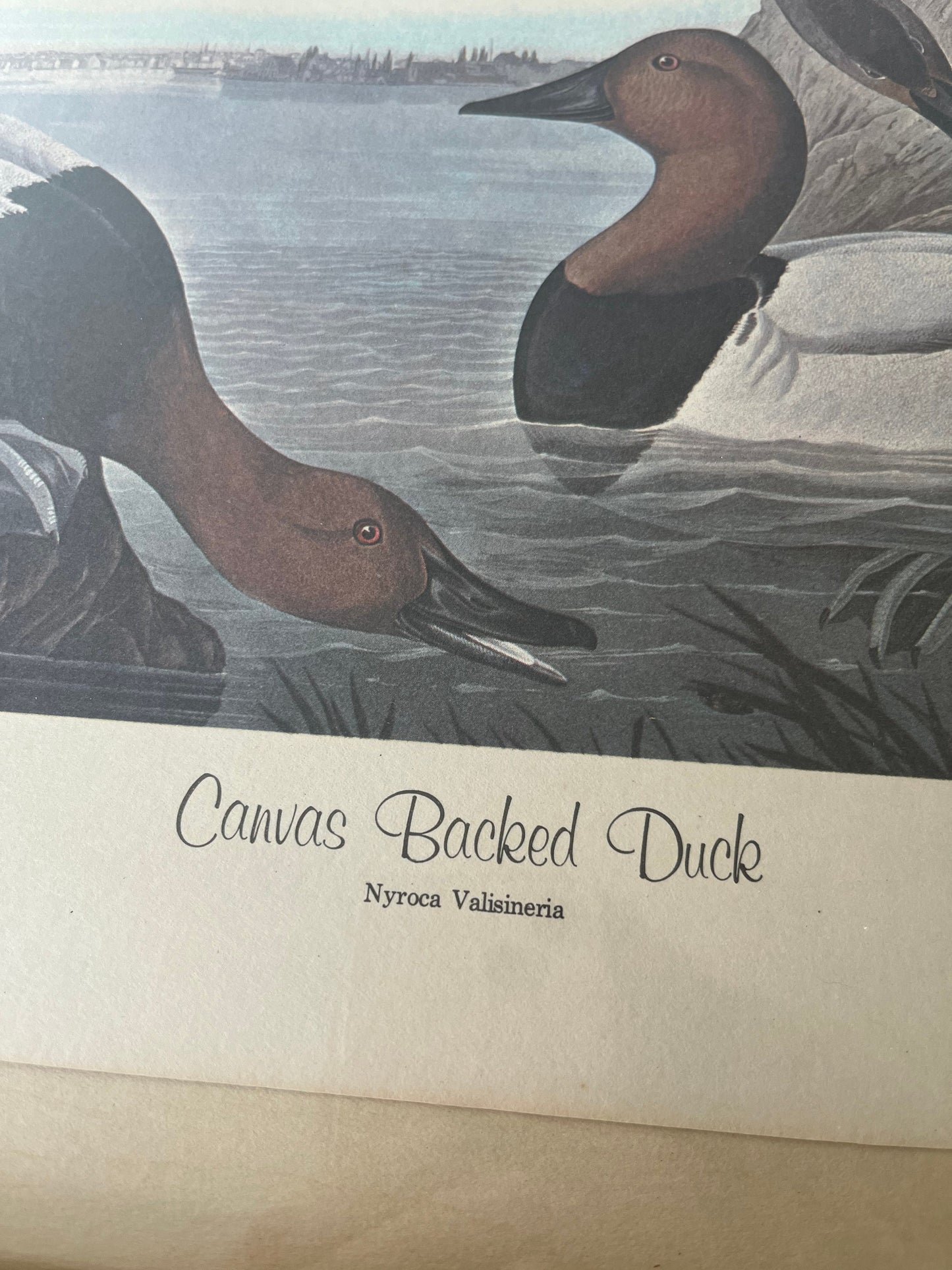 Vintage framed Canvas Backed Duck (1836) art print