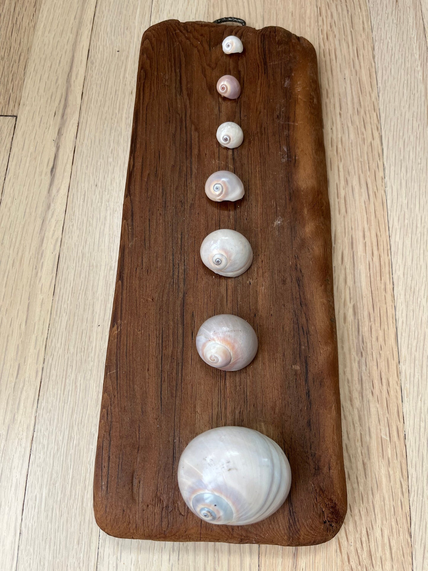 Wall hanging decoration of shells on an aged piece of wood