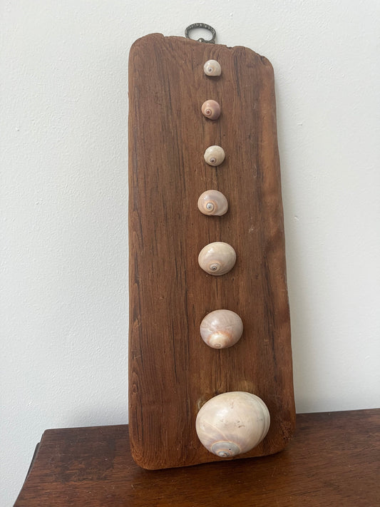 Wall hanging decoration of shells on an aged piece of wood