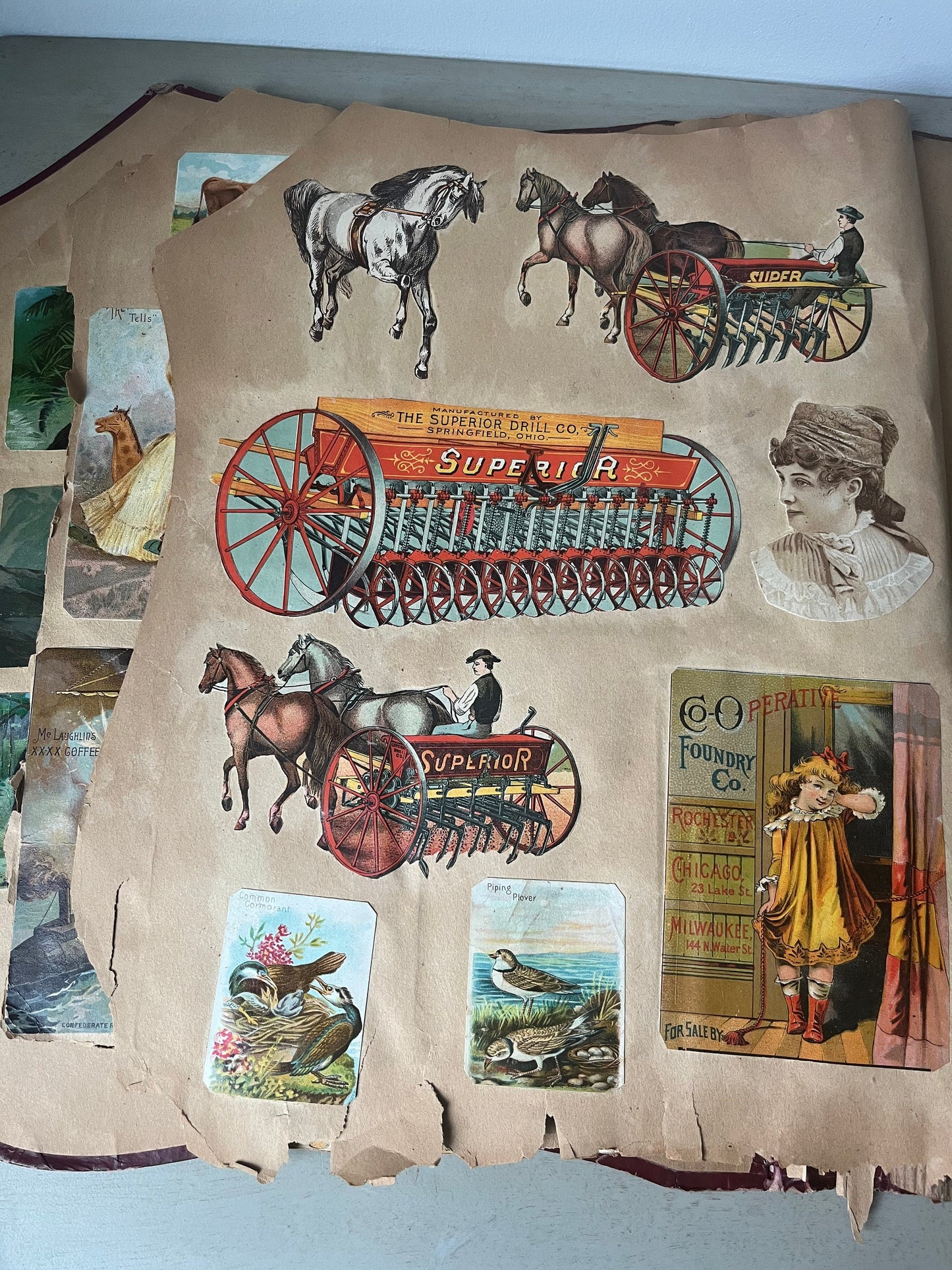 Victorian trade cards scrapbook