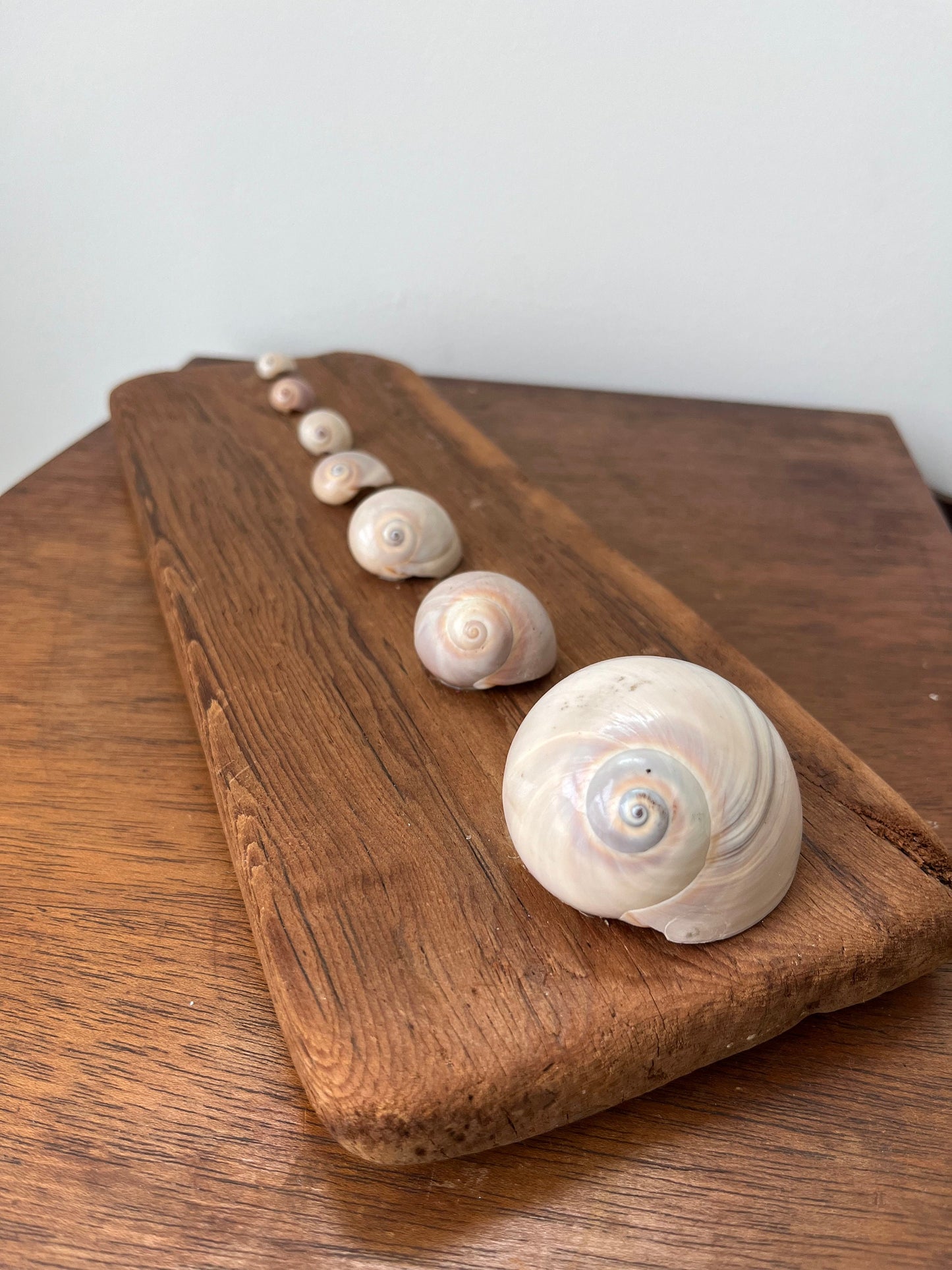 Wall hanging decoration of shells on an aged piece of wood