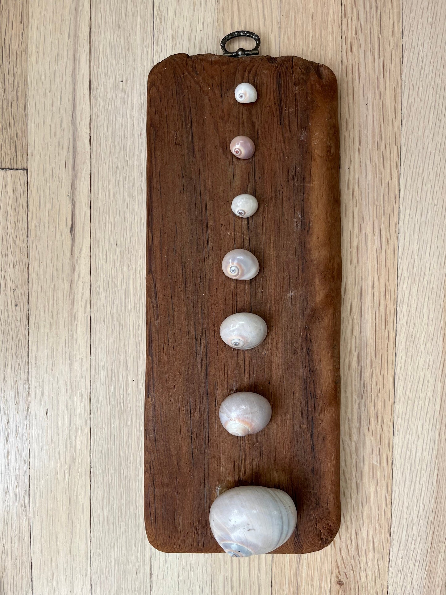 Wall hanging decoration of shells on an aged piece of wood