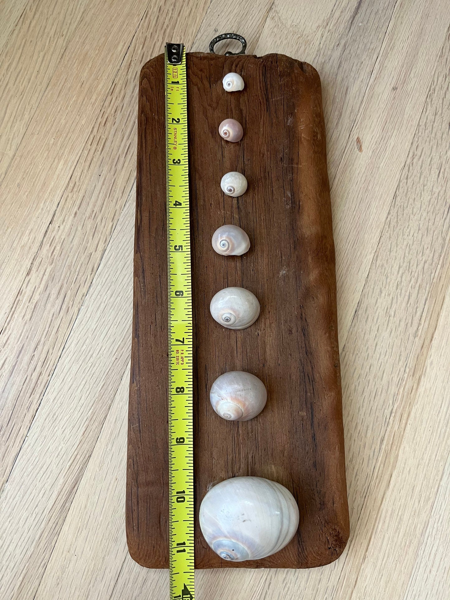Wall hanging decoration of shells on an aged piece of wood